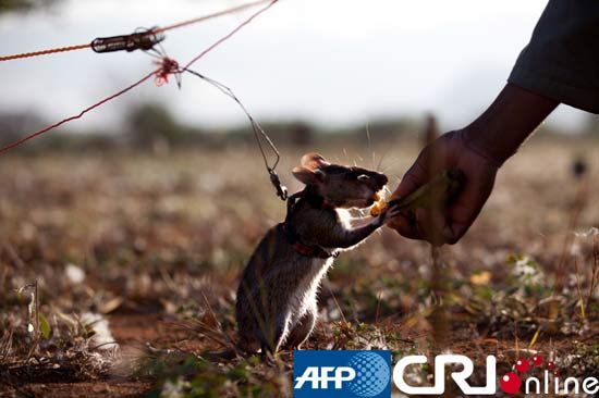 比利时组织训练非洲巨鼠扫清200万平米雷区(图)