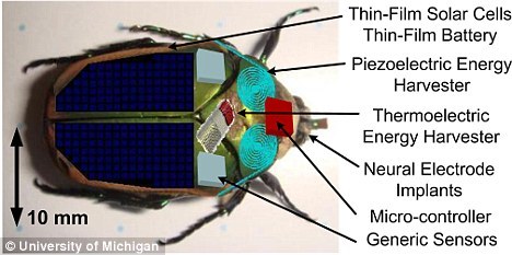 装有微型发电机的六月鳃角金龟，其中包括压电能量收集器和热电能量收集器，前者利用昆虫移动发电，后者利用热量发电