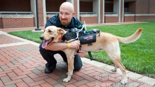 美研究人员研制警犬马甲 可帮助解读求救信号